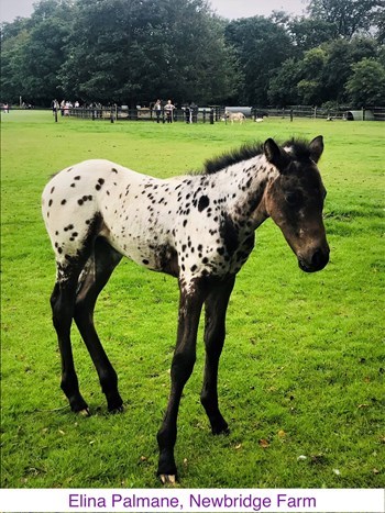 ElinaPalmane_NewbridgeFarm.jpg