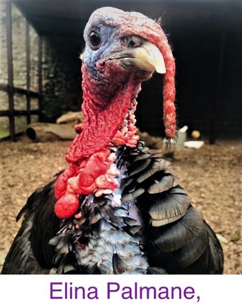 EllinaPalmane_TurkeyNewbridgeFarm.jpg