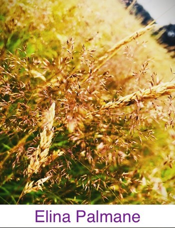 EP_Harvest.jpg