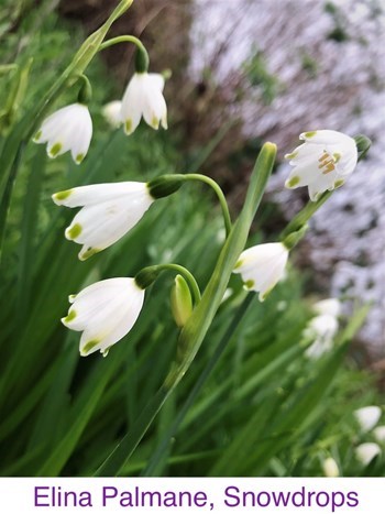 EPO_Snowdrops.jpg