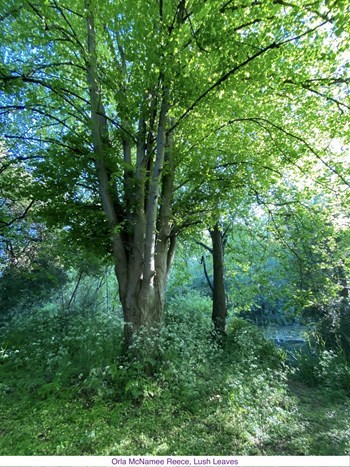 LushLeaves_OrnaMcNameeReece.jpg