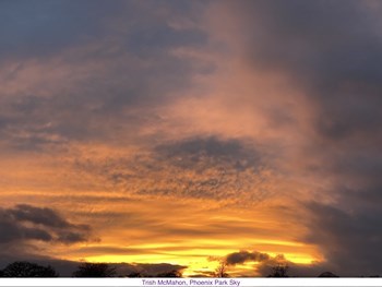 TrishMcMahon_6_phoenixPk November.jpg