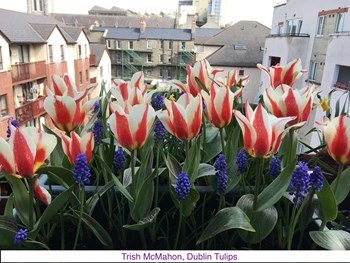 TrishMcMahon_4.jpg (1)